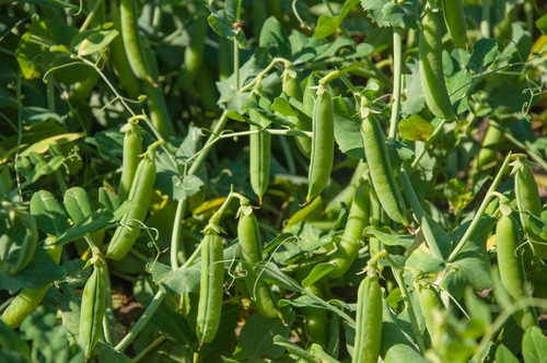 PEAS.jpeg PEAS.jpeg
