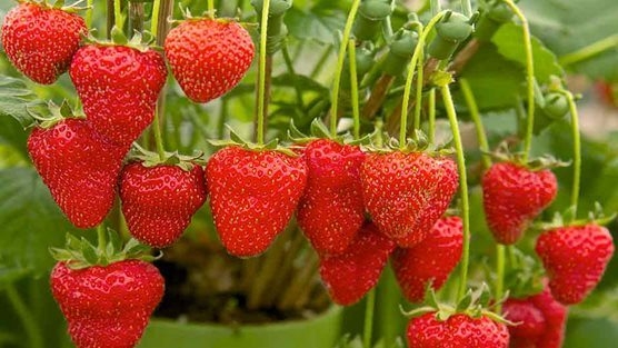 STRAWBERRY.jpg