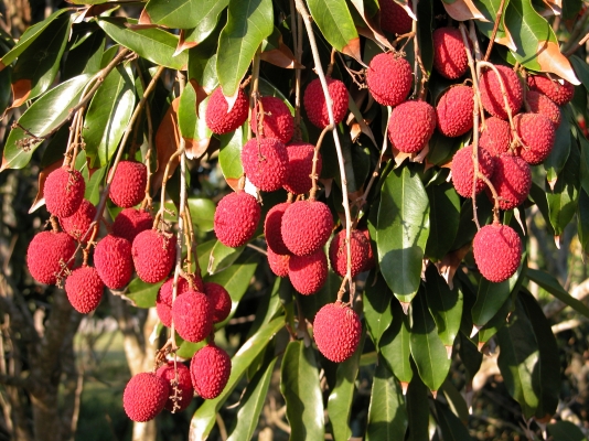 LITCHI.jpg