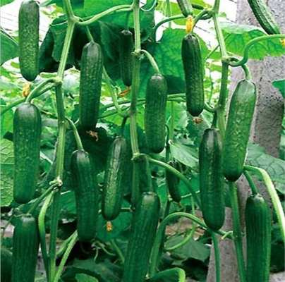 Cucumber crop Plantation