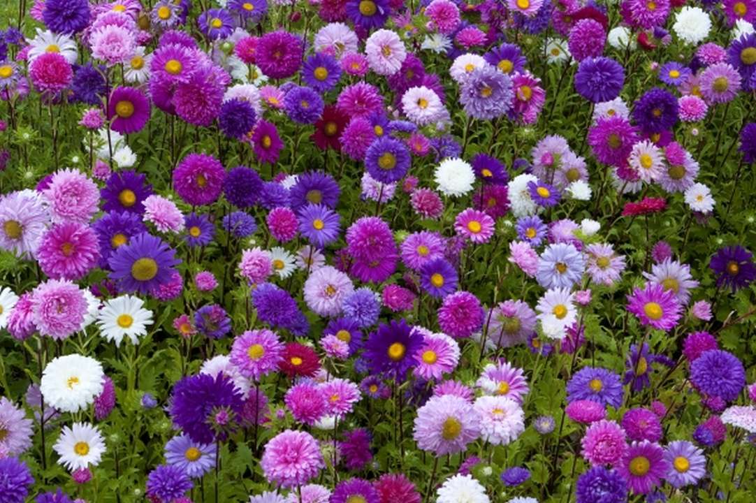 Asters-Flower-Bed.jpg
