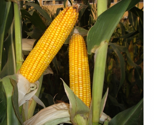 Kharif Maize Crop Information