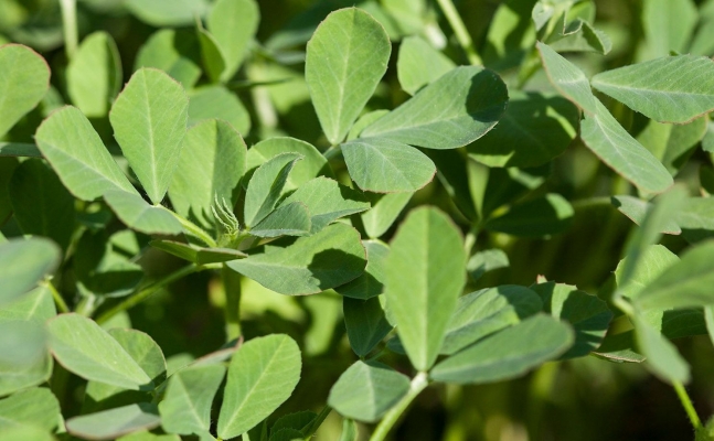 Fenugreek-Farming.jpg