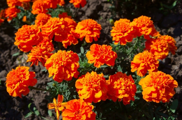 marigold_x1.jpg