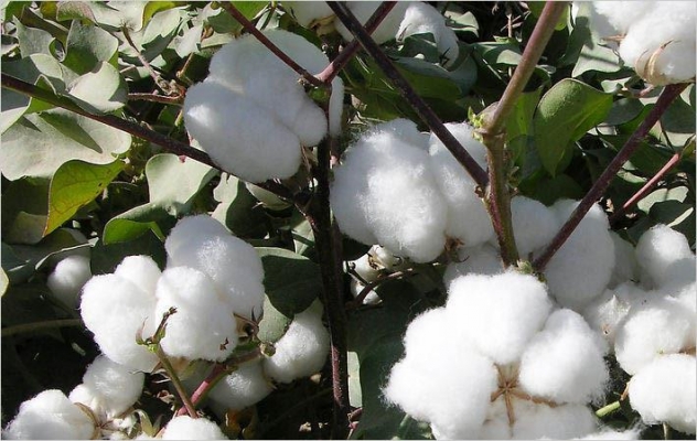 cotton.jpg