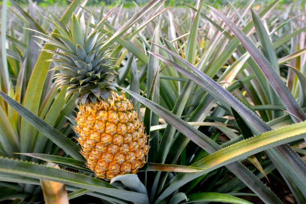 PINEAPPLE.jpeg