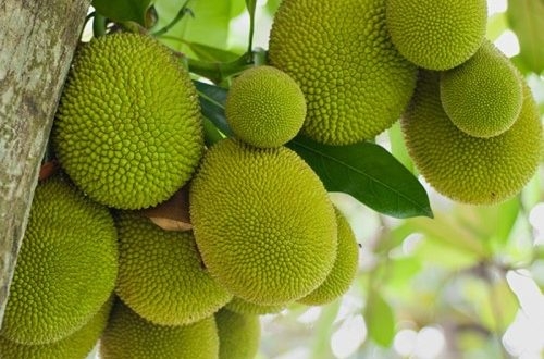 कटहल की फसल
