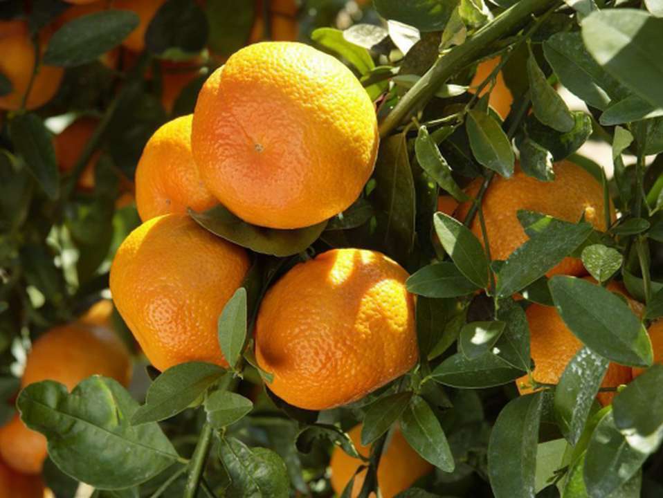 9099idea99sweetorange.jpg