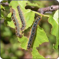 Leaf Defoliators