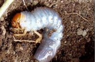 white grub.png