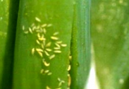 थ्रिप्स