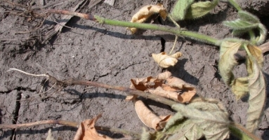 Rhizoctonia Wilt