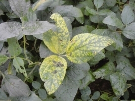 Yellow Mosaic Virus