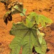 Seedling Blight