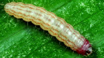 Lucerne Caterpiller, Jassid and Weevil