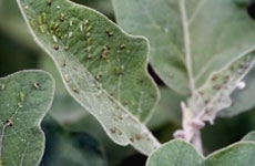 Aphids