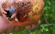 fruit fly.png
