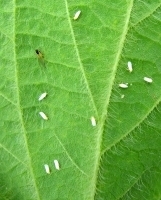 soyabean whiteflies.jpg