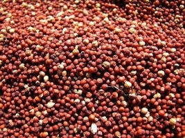 kuthiraivali-arisi-500x500.jpg