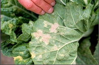 downy mildew.png