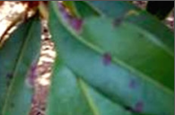 leaf spot.png