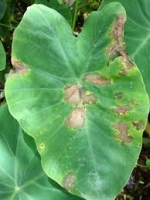 Leaf Blight