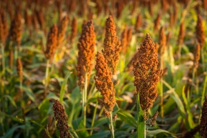 Sorghum-2.jpg