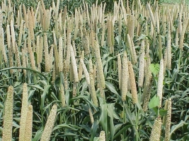 Grain_millet,_early_grain_fill,_Tifton,_7-3-02.jpg