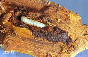 Borer