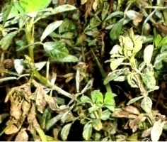 powdery_mildew fenugreek.jpg