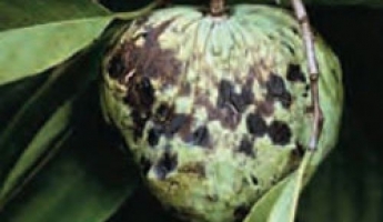 Anthracnose