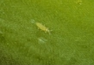 aphids and thrips.png