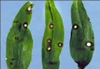 alternaria leaf spot.png