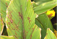 leaf blotch.png