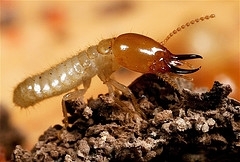 subterranean-termite.jpg