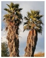 Date palm cultivation