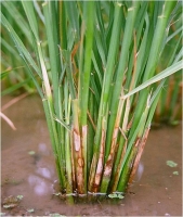 Sheath Blight of Rice.jpg