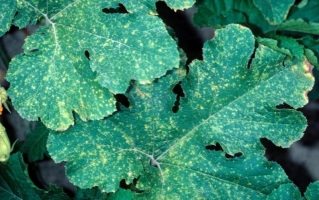 Downy Mildew