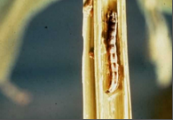 STEM BORER.png