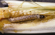 early shoot borer.png