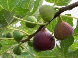 figs-fig-tree.jpg