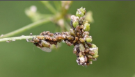 aphid.png