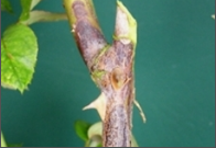 dieback.png