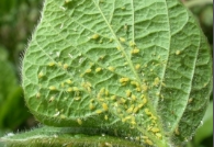 aphid.png