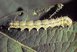 Budworm