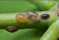 scale insects.png