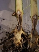 Pythium stalk rot