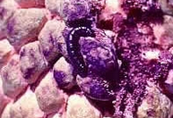 fruit boring caterpillar.png