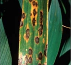 leaf blotch.png
