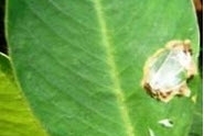 Groundnut Leaf Miner